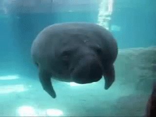 Instead, prefer the dignity of manatees. Their gentle, egalitarian, and fudging adorable. #ManateeStrong #DitchDolphins
