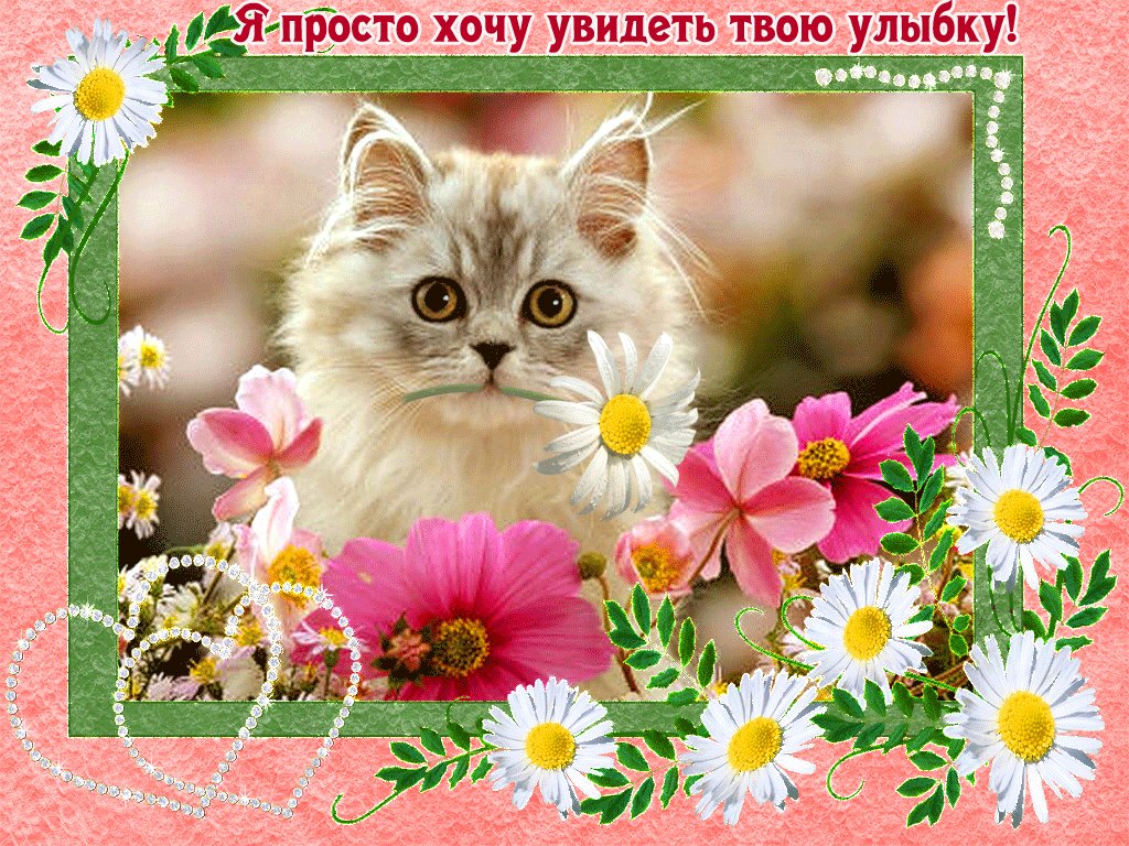 Картинки с котиками и пожеланиями