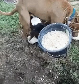 Cyberiguana On Twitter Q 意味不明な動画ください A 子牛のフェラでイカされる犬の映像です Https T Co Sxuk0z0btf Twitter