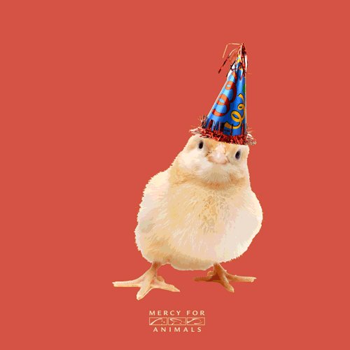 Happy birthday Thank you for all you do for farmed animals!      