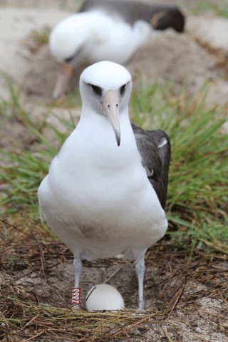 She's Baaaaaack! Wisdom - world's oldest known wild bird- returned to Midway Atoll NWR on 11/29 and laid an egg! Wisdom was first identified and banded by biologists as an adult in 1956 – making her at LEAST 6⃣8⃣ years old! #Wisdom (1)
https://rebrand.ly/Wisdom18