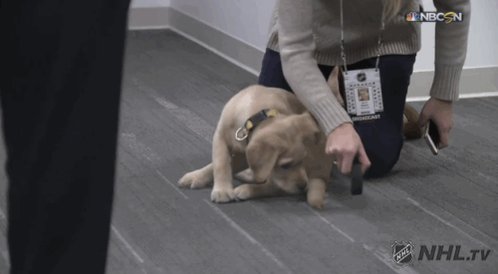 The @StLouisBlues have a service dog in training named Barclay and he's absolutely adorable. 🥰
