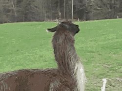 Kirk Cousins when there is pressure in the pocket