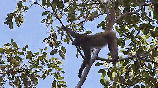 Happy #NationalMonkeyDay! Spider monkeys got their name from the prehensile tails they use to swing from tree to tree, giving them the appearance of a many-legged spider.🐒
Learn more facts about monkeys in our new playlist from #YouTubeLearning: https://goo.gl/7Hbtep .