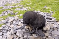 Have this baby seal as an apology for me having to leave early. It'll be over tomorrow but this morn<a href="/tag/cutes"class="tags"><span>#cutes</span></a>