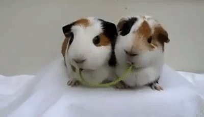 It's illegal to own just one guinea pig in Switzerland because they tend to get lonely.