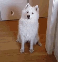 i want to adopt a Samoyed but i also want to see my floor...