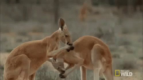 This is an #Attrocity Stop🛑 the #KangarooSlaughter & destruction of our #Aussie #Wildlife #Habitat by #Mining & #Farmers💔💔💔