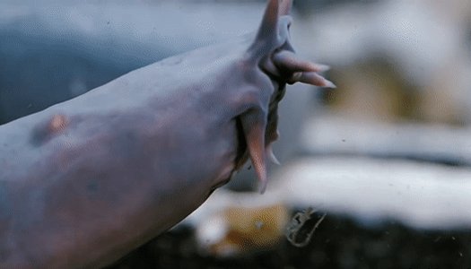 Here’s how hagfish slime gets 10,000 times bigger in 0.4 seconds http://pops.ci/hagfish