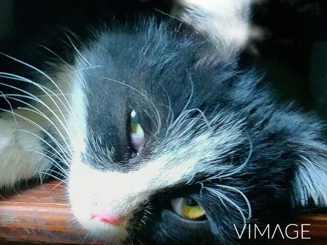 My Cat