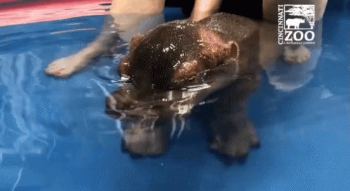 Embedded video