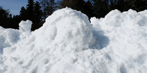 HAPPY BIRTHDAY PHIL LESTER! Have a snow doggo 