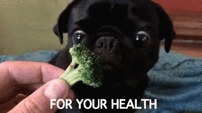 Pug broccoli hot sale