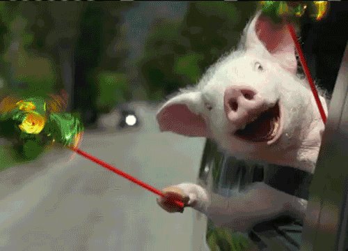 Tis the year of the pigs!! I have this stupid commercial in the back of my mind today. lol https://t<a href="/tag/mvsales"class="tags"><span>#mvsales</span></a>