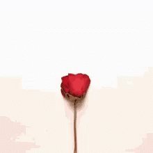 HAPPY VALENTINE'S DAY!
SPREAD THE LOVE ALL AROUND THE WORLD!
#KsumNole #MSK #NoleWater #LOVE #CHARITY
@Hermes1618 @sandwest79 @KsumnoleO @LaTT82 @Jos_OldeHeuvelt @James_RR_C @deba215 @Cryptomichael2