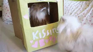 funnylaughtrax photo