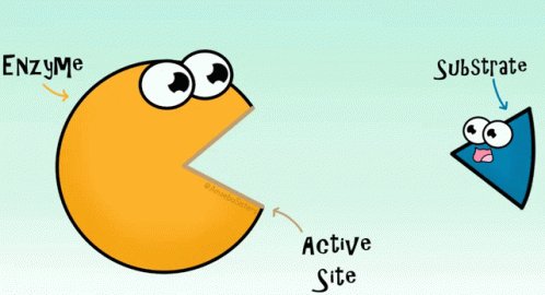 Enzyme Active Site GIF