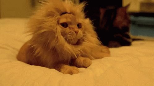 Coco Lion Cat GIF