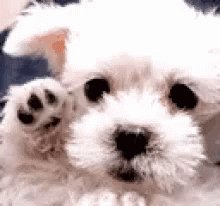 Goodbye Dog GIF