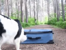 Dog Hide GIF