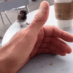 Bird Crumbs GIF