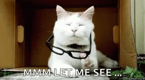Cats Serious GIF