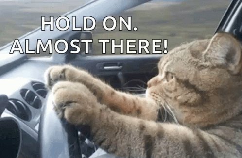 Cat Driving Serious GIF