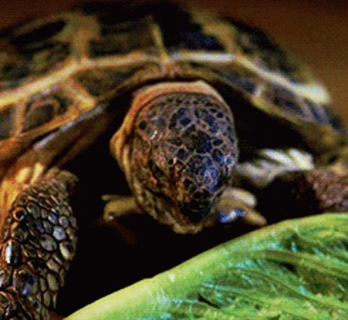 Turtle Lettuce GIF