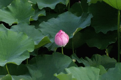 Lotus Flower GIF