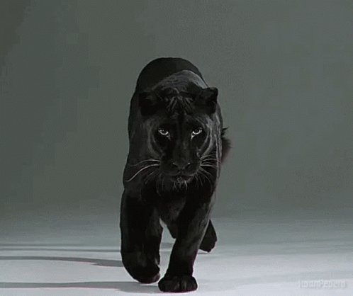 Panther Panthers GIF