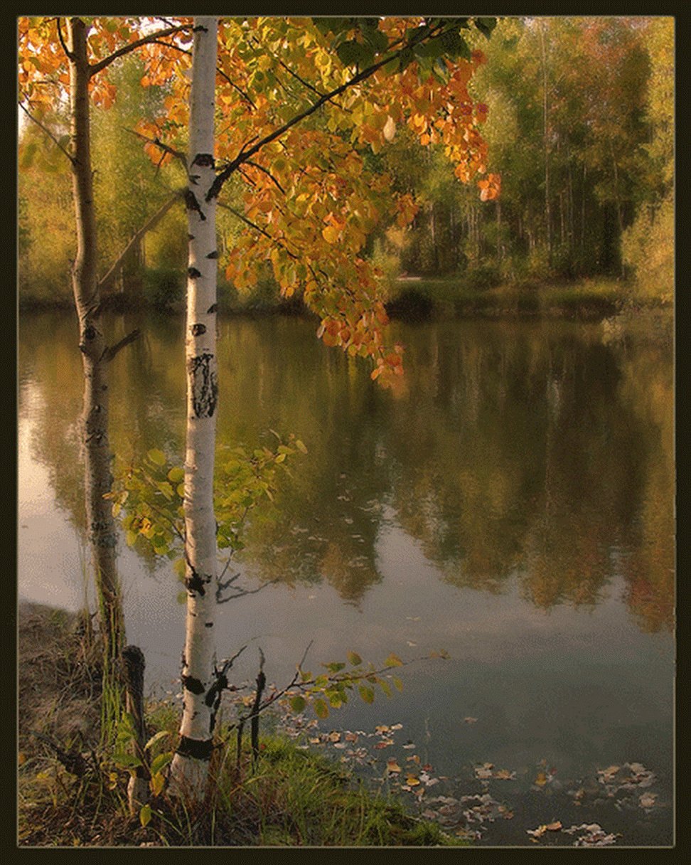 Осенний пейзаж с водой и берёзами