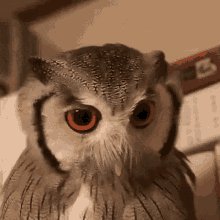 Owl Angry GIF