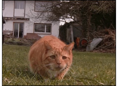 cat hunting GIF