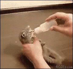 Biberon GIF