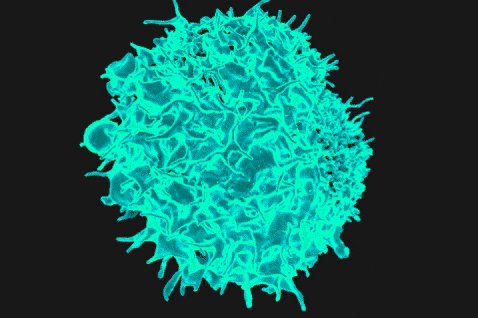 t cell biology GIF by Massive Science