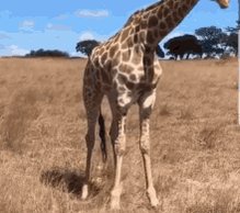 Giraffe Aerobic GIF