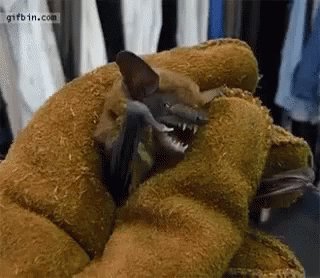 Adorable Animals Cute GIF