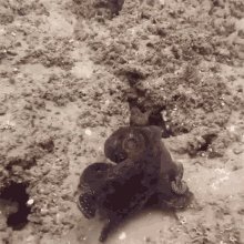 Octopus Camouflage GIF