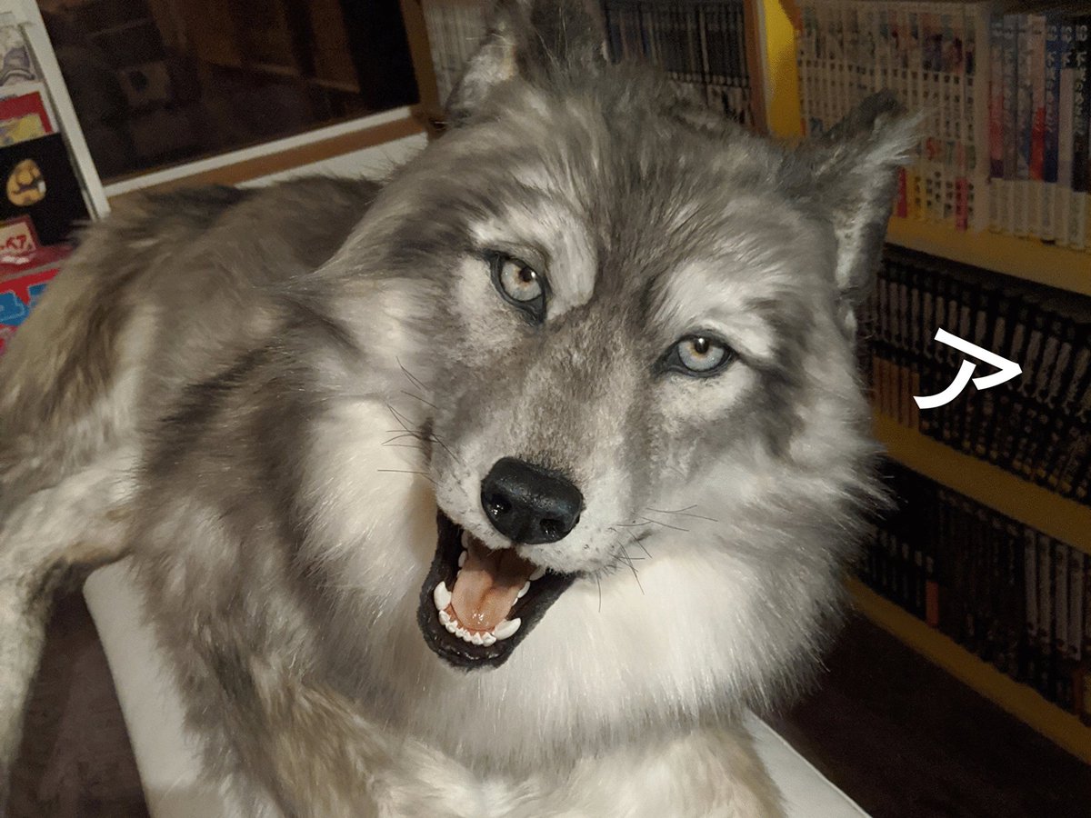 漫画部屋にオオカミ と思ったら アートドール という作品だった話 Togetter