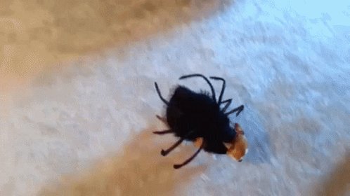 Spiderdog Funny GIF