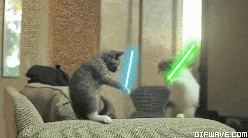 Cats Fight GIF