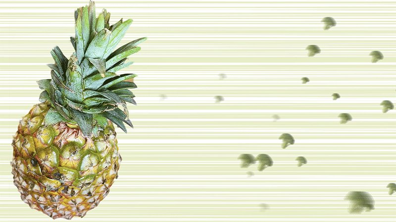 更新 つかんで左右にねじるだけ パイナップルの葉っぱ 実は簡単に外せる しかも植えるとパイナップルが実るらしい Togetter
