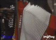 Tejano Accordion GIF