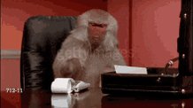 Monkey Business Calculating GIF