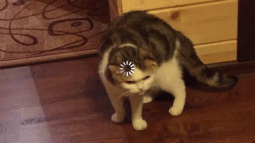 Loading Cat GIF