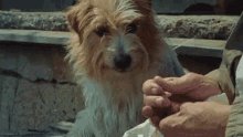 When your #Doge is lost, find safety in @ElrondNetwork our community will support and feed you.
Don't let a lost $Doge get your day down.
$Egld https://t.co/JeJ6v2XG7o