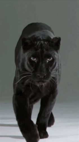 Panther Black Panther GIF
