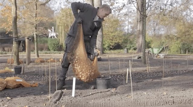 Video of a gardener pouring tulip bulbs into a bucket from t