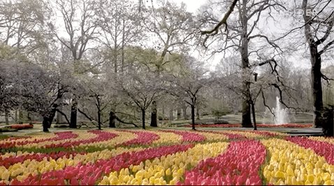 Video pan of the gardens at Keukenhof in the Netherlands