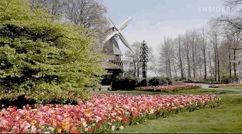 Video pan of the gardens at Keukenhof followed by a shot of 